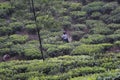 Female Worker harvesting tea leaves