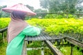 Female worker select the seedlings in the nursery