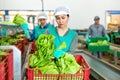 Female worker sorting and preparing lettuce for packaging at factory, workers on background