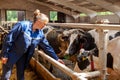 A female worker working on a dairy farm, agriculture, caring for cows.