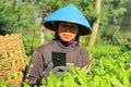 A female worker in a tea plantation