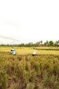 Female workers harvesting rice Royalty Free Stock Photo