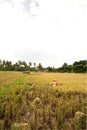Female workers harvesting rice Royalty Free Stock Photo