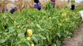 Female Workers Picking Peppers Royalty Free Stock Photo