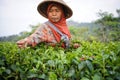 Female workers picking tea leaves on Tea Plantation