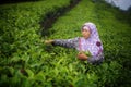 Female workers picking tea leaves on Tea Plantation