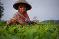 Female workers picking tea leaves on Tea Plantation