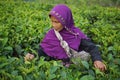 Female workers picking tea leaves on Tea Plantation