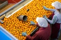 Female workers sorting tangerines on conveyor belt at fruit factory