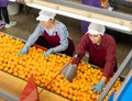 Female workers sorting tangerines on conveyor belt at fruit factory