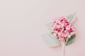 Female workspace with laptop, pink hydrangea, golden accessories, pink diary on pink background Royalty Free Stock Photo