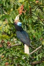 Female Wreathed Hornbill choosing pithraj fruit seed to eat Royalty Free Stock Photo