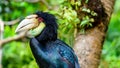 Female Wreathed Hornbill close up shot Royalty Free Stock Photo