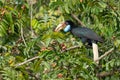 Female Wreathed Hornbill eating pithraj fruit Royalty Free Stock Photo