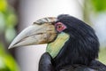 Female Wreathed hornbill portrait Royalty Free Stock Photo