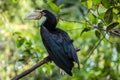 Female Wreathed hornbill on a tree Royalty Free Stock Photo