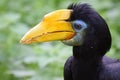 Female Wrinkled Hornbill