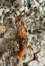 Female Xysticus audax with caught beetle, Hylecoetus dermestoides