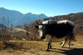 Female yak.