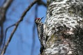 Female Yellow-bellied Sapsucker