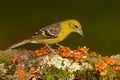 Female Yellow bird Flame-colored Tanager, Piranga bidentata, Savegre, Costa Rica. Bird sitting in the dark forest. Birdwatching in Royalty Free Stock Photo