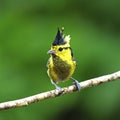 Female Yellow-cheeked Tit