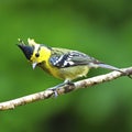 Female Yellow-cheeked Tit