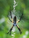 Female Yellow Garden Spider Royalty Free Stock Photo