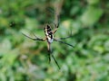 Female yellow garden spider Royalty Free Stock Photo