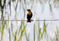 Female yellow headed blackbird Royalty Free Stock Photo