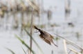 Female Yellow headed Blackbird Royalty Free Stock Photo