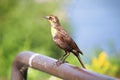 A female yellow-headed blackbird stands on a rail Royalty Free Stock Photo