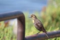 A female yellow-headed blackbird stands on a rail Royalty Free Stock Photo