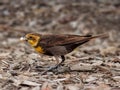 A female Yellow-headed blackbird with worms on her peak Royalty Free Stock Photo