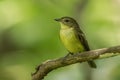 Female yellow-rumped flycatcher