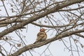 Female Yellow Shafted Flicker in a Tree