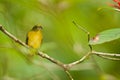 Female Yellow-Throated Euphonia