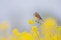 A female yellow wagtail perched with nest material in its beak on the blossom of a rapeseed field. Royalty Free Stock Photo