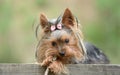 Female Yorkshire Terrier dog