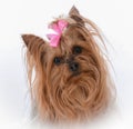 female yorkshire terrier