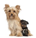 Female Yorkshire Terrier and her puppy sitting Royalty Free Stock Photo