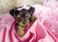 Female Yorkshire Terrier Puppy Royalty Free Stock Photo