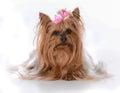 female yorkshire terrier