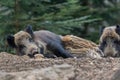 Female and young boar in the forest Royalty Free Stock Photo