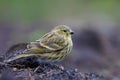 Female or young European Serin sits on the ground