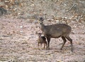 Hog deer Hyelaphus porcinus Royalty Free Stock Photo