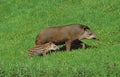 FEMALE AND YOUNG LOWLAND TAPIR tapirus terrestris Royalty Free Stock Photo