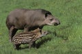 FEMALE AND YOUNG LOWLAND TAPIR tapirus terrestris Royalty Free Stock Photo