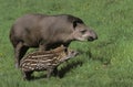 TAPIR DU BRESIL tapirus terrestris Royalty Free Stock Photo