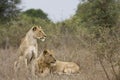 Female and young male lion in Kruger national park , South Africa Royalty Free Stock Photo